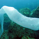 Image of Giant Salp