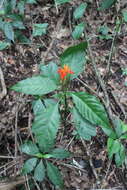 Image of Aphelandra wendtii T. F. Daniel