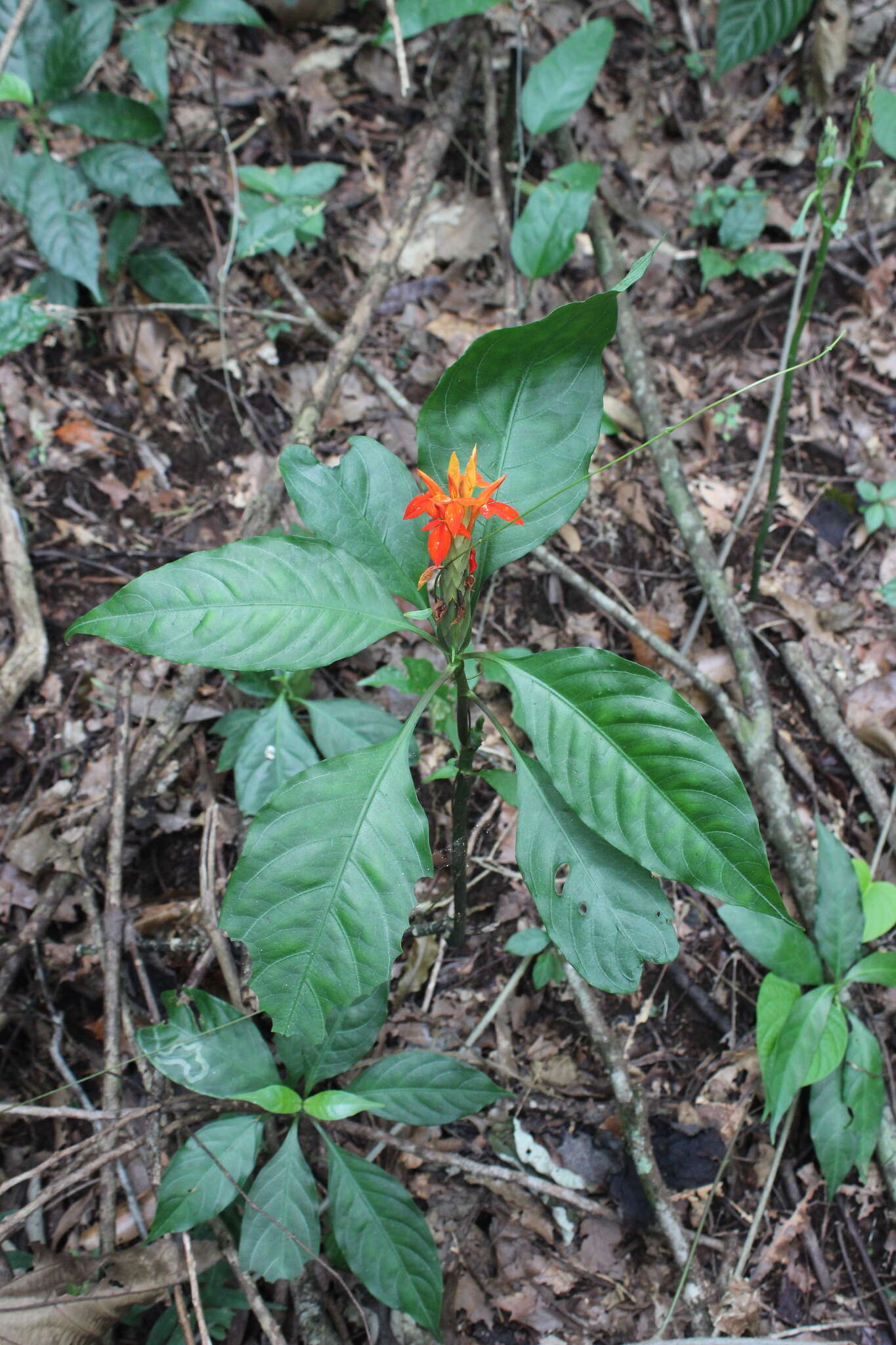 Image of Aphelandra wendtii T. F. Daniel