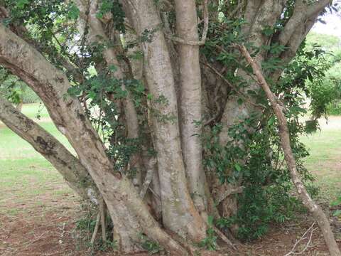 Albizia petersiana (Bolle) Oliv.的圖片