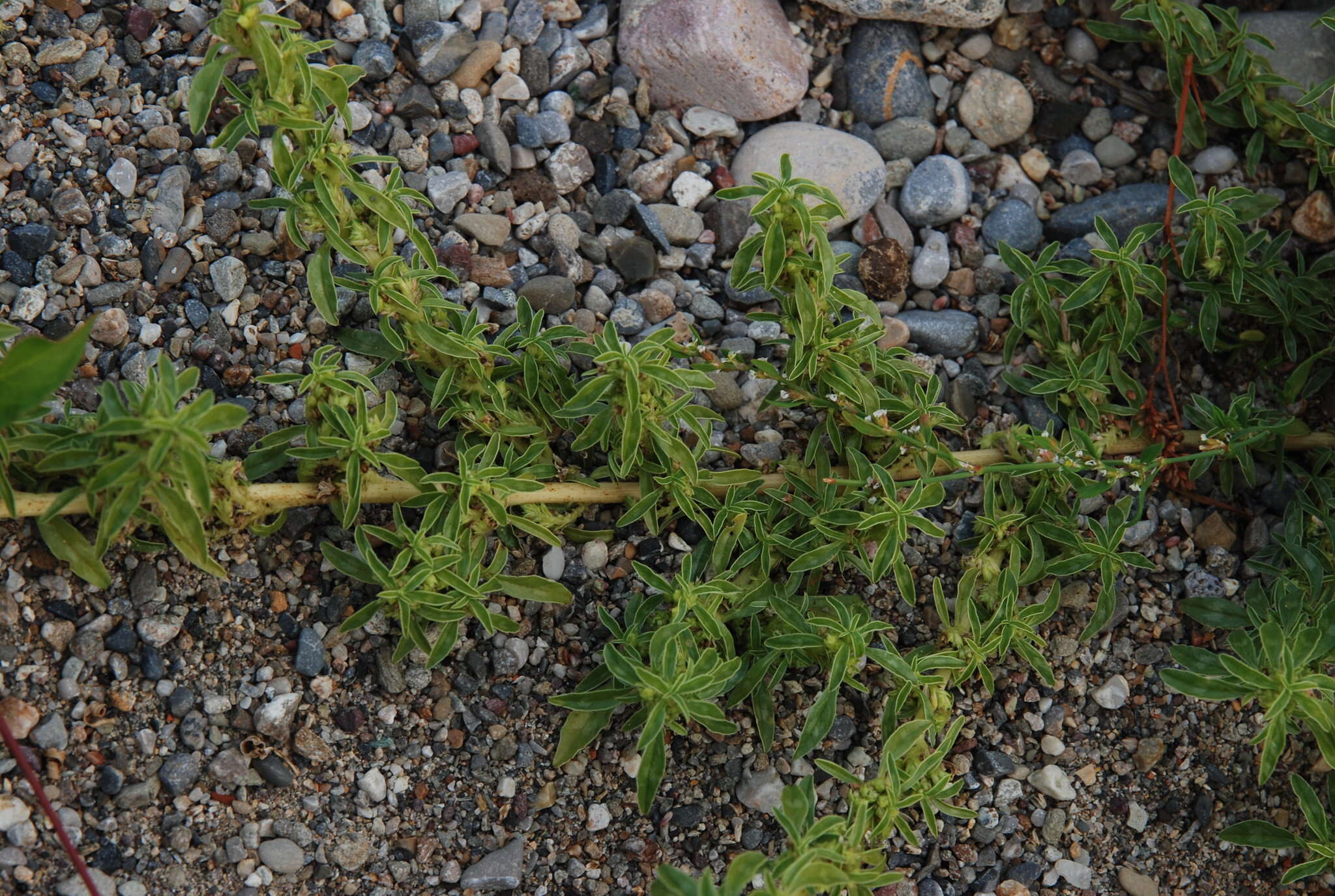 Amaranthus blitoides S. Wats. resmi