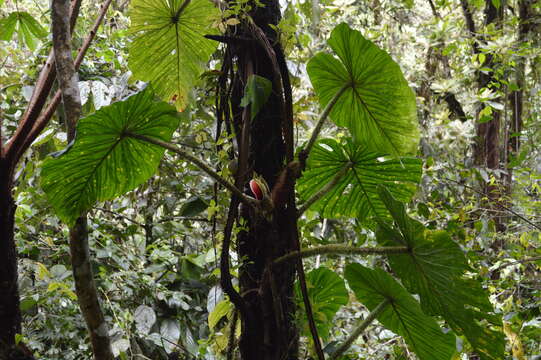 Image of Philodendron fibrosum Sodiro ex Croat