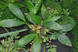 Image of Coelogyne tomentosa Lindl.