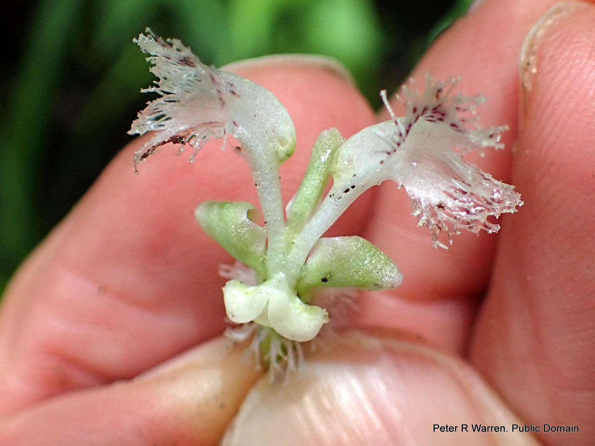 Image of Huttonaea pulchra Harv.