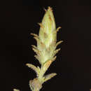 Image of <i>Brickellia <i>microphylla</i></i> var. microphylla