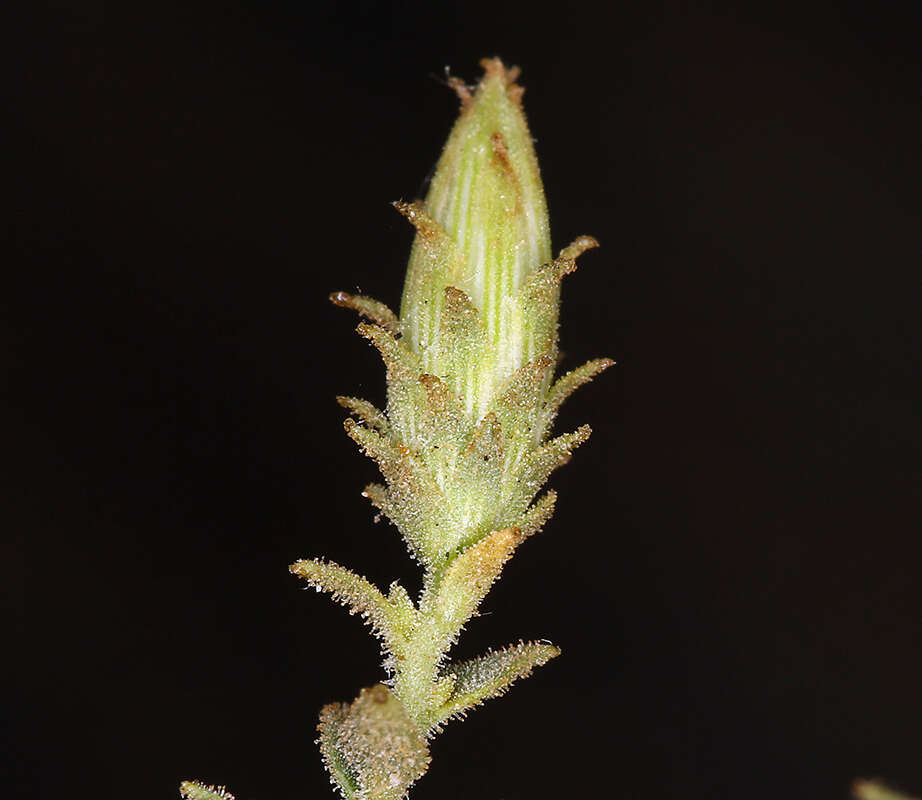 Слика од <i>Brickellia <i>microphylla</i></i> var. microphylla