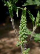 Image of annual ragweed