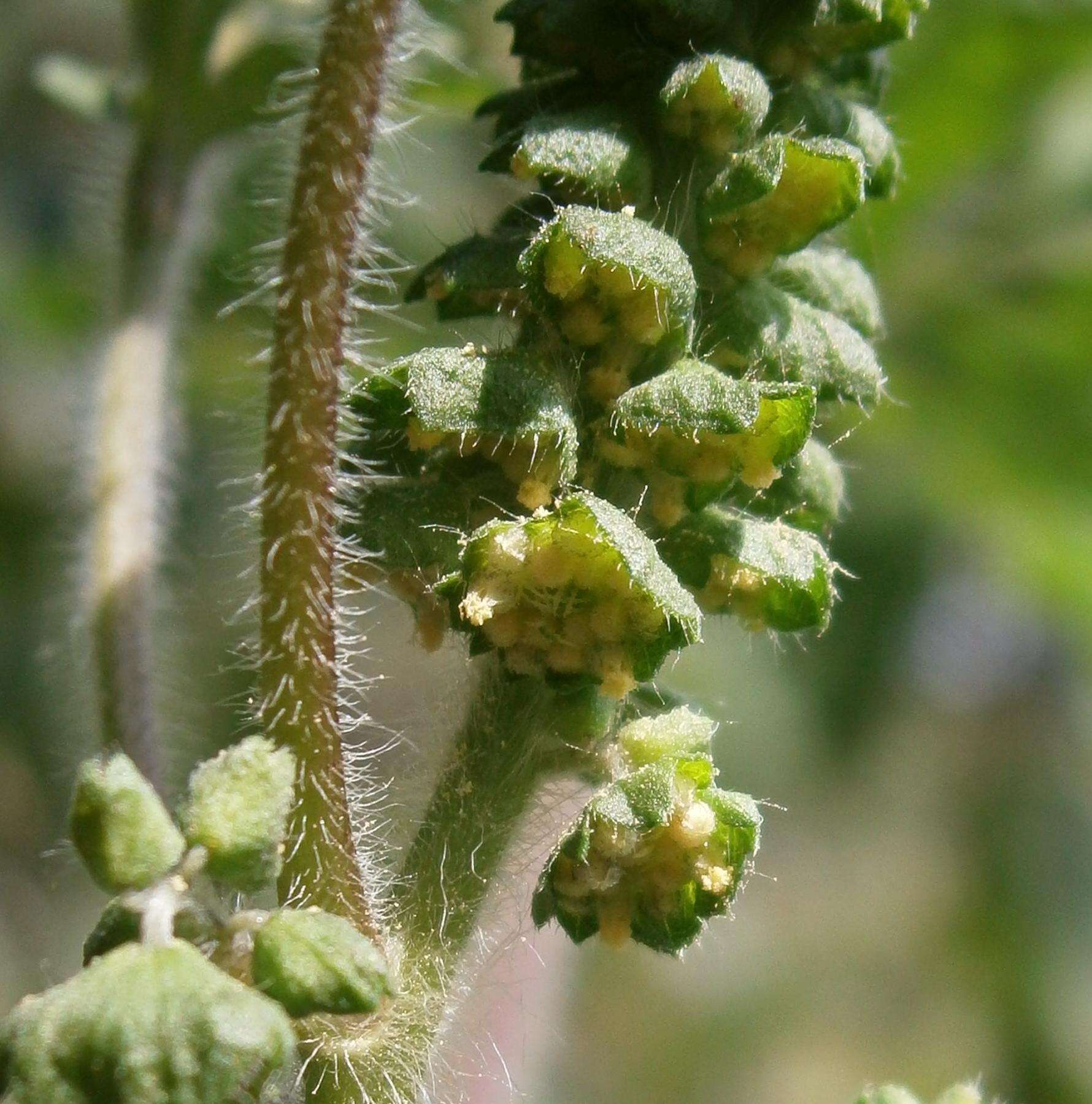 Image of annual ragweed