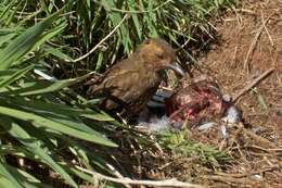 Imagem de Turdus eremita (Gould 1855)