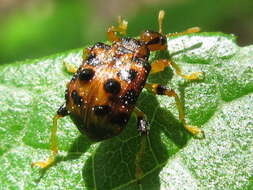 Image of Paroplapoderus turbidus Voss 1953