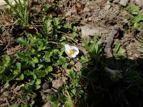 Image of Mazus alpinus Masam.