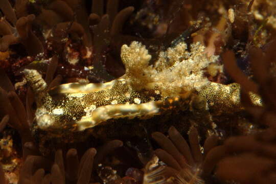 Image of Goniodoris joubini Risbec 1928