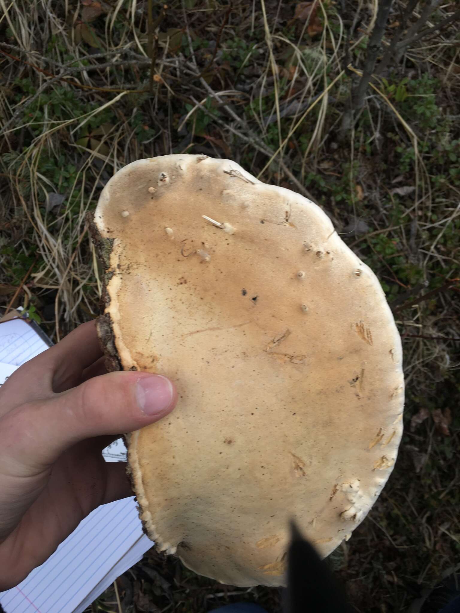 Image of Fomitopsis ochracea Ryvarden & Stokland 2008