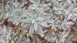 Plantago nivalis Boiss. resmi