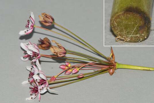 Image of flowering rush family