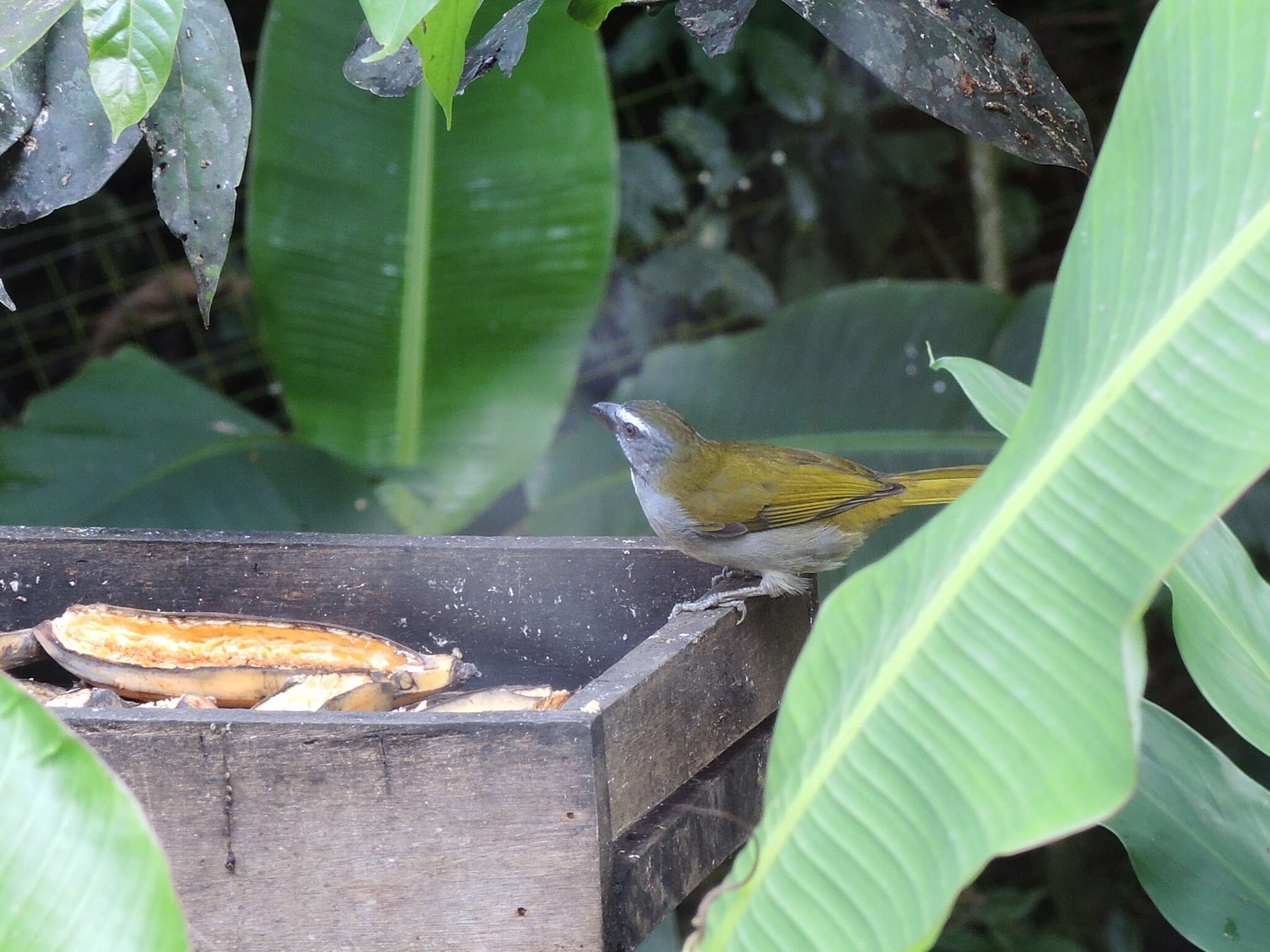 Image of Buff-throated Saltator