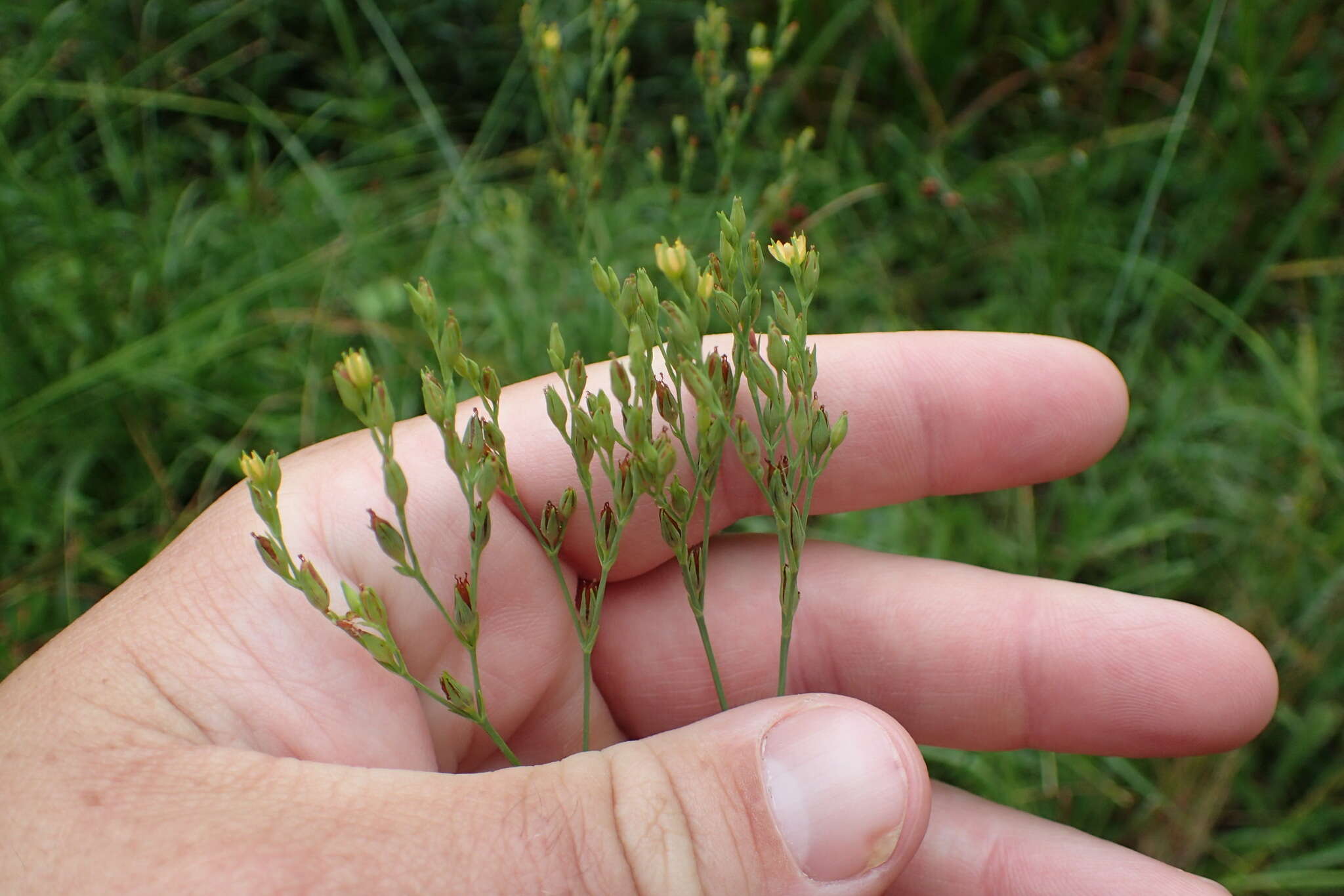 صورة Hypericum gymnanthum Engelm. & A. Gray