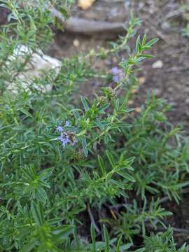 Image of hart's pennyroyal