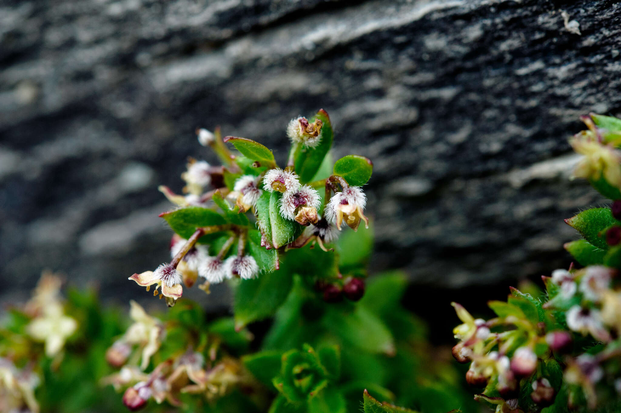 Image of Galium nankotaizanum Ohwi