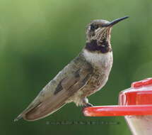 Image of Black-chinned Hummingbird