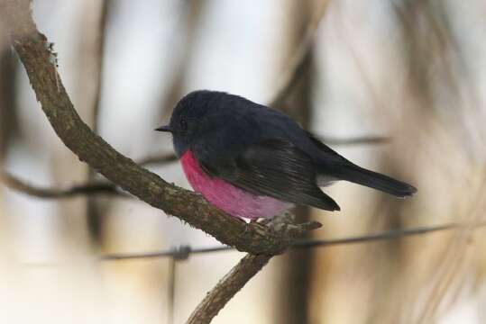 Image of Pink Robin