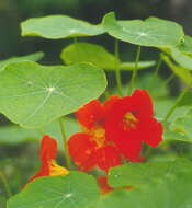 Image of Garden Nasturtium