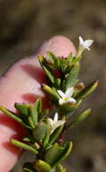 Image of Gnidia spicata (L. fil.) Gilg