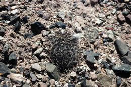 Plancia ëd Echinopsis thionantha subsp. glauca (F. Ritter) M. Lowry