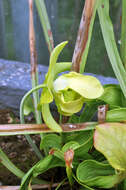 Image of Green Pitcherplant