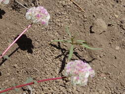 صورة Cistanthe monosperma (E. Greene) M. A. Hershkovitz