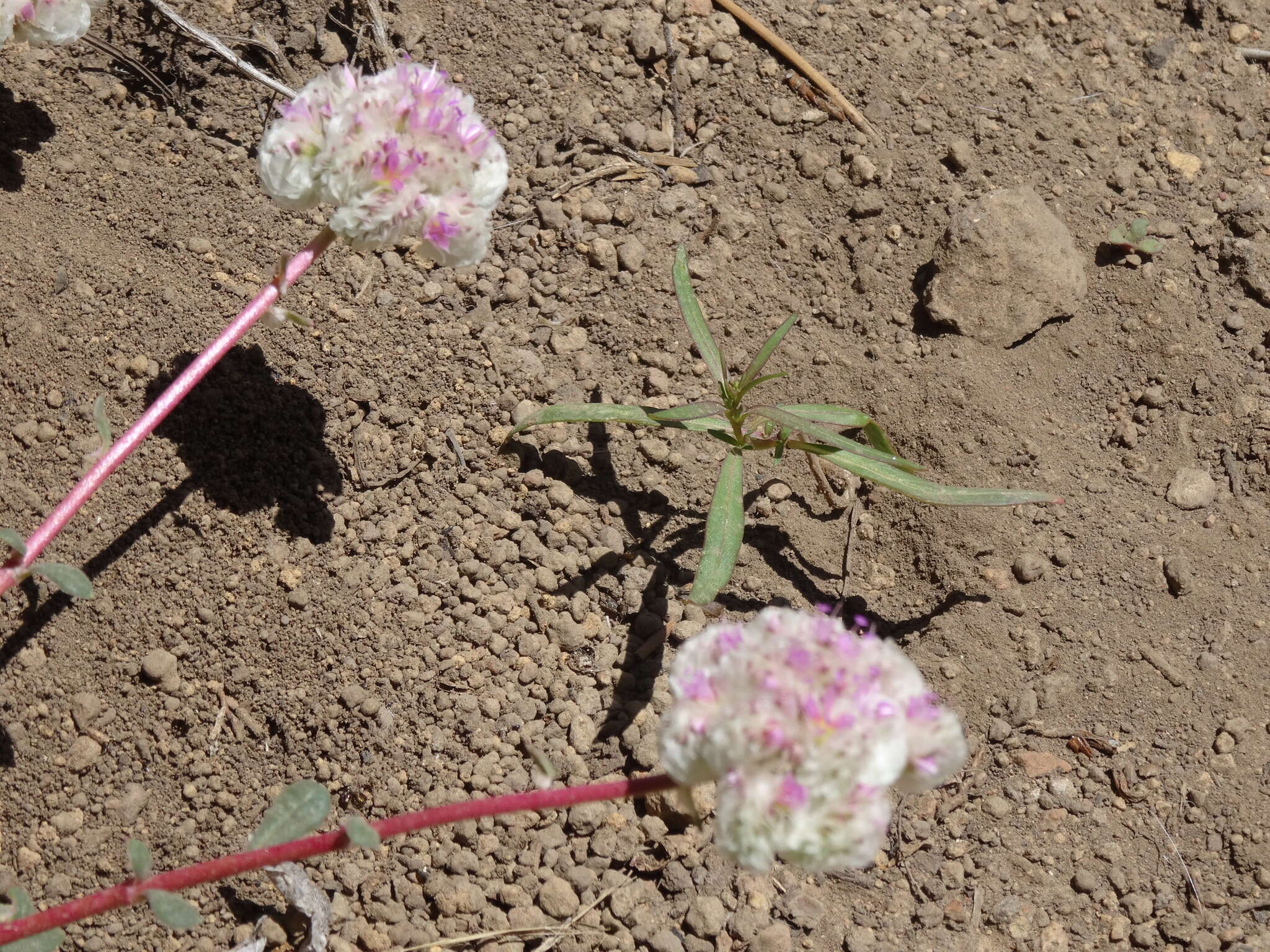 صورة Cistanthe monosperma (E. Greene) M. A. Hershkovitz