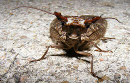 Sivun Corydalus cornutus (Linnaeus 1758) kuva