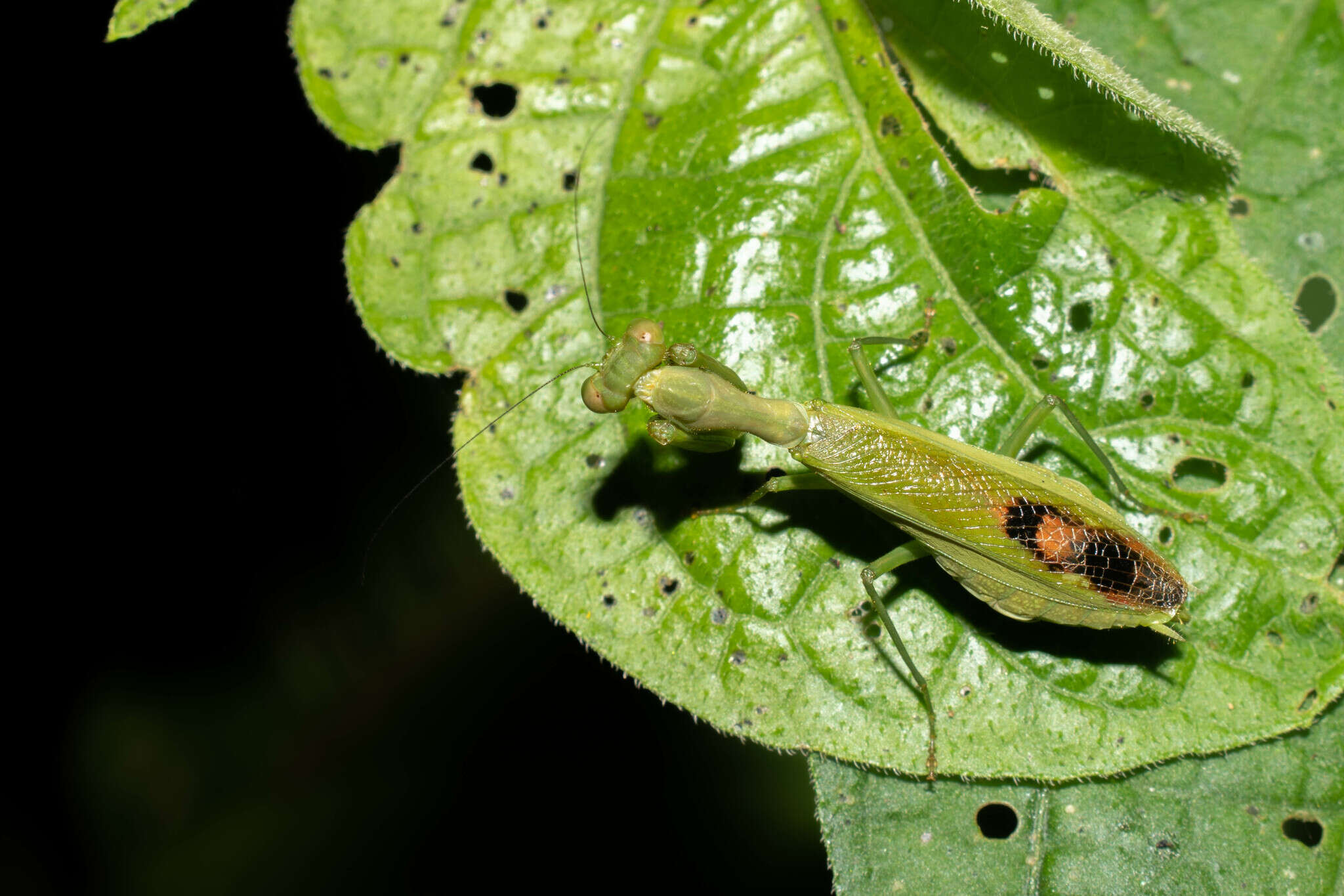 Image of Acontista aurantiaca Burmeister 1838