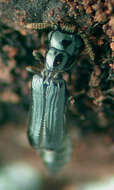 Image of telephone-pole beetles