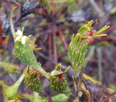 Image de Adenanthos terminalis R. Br.