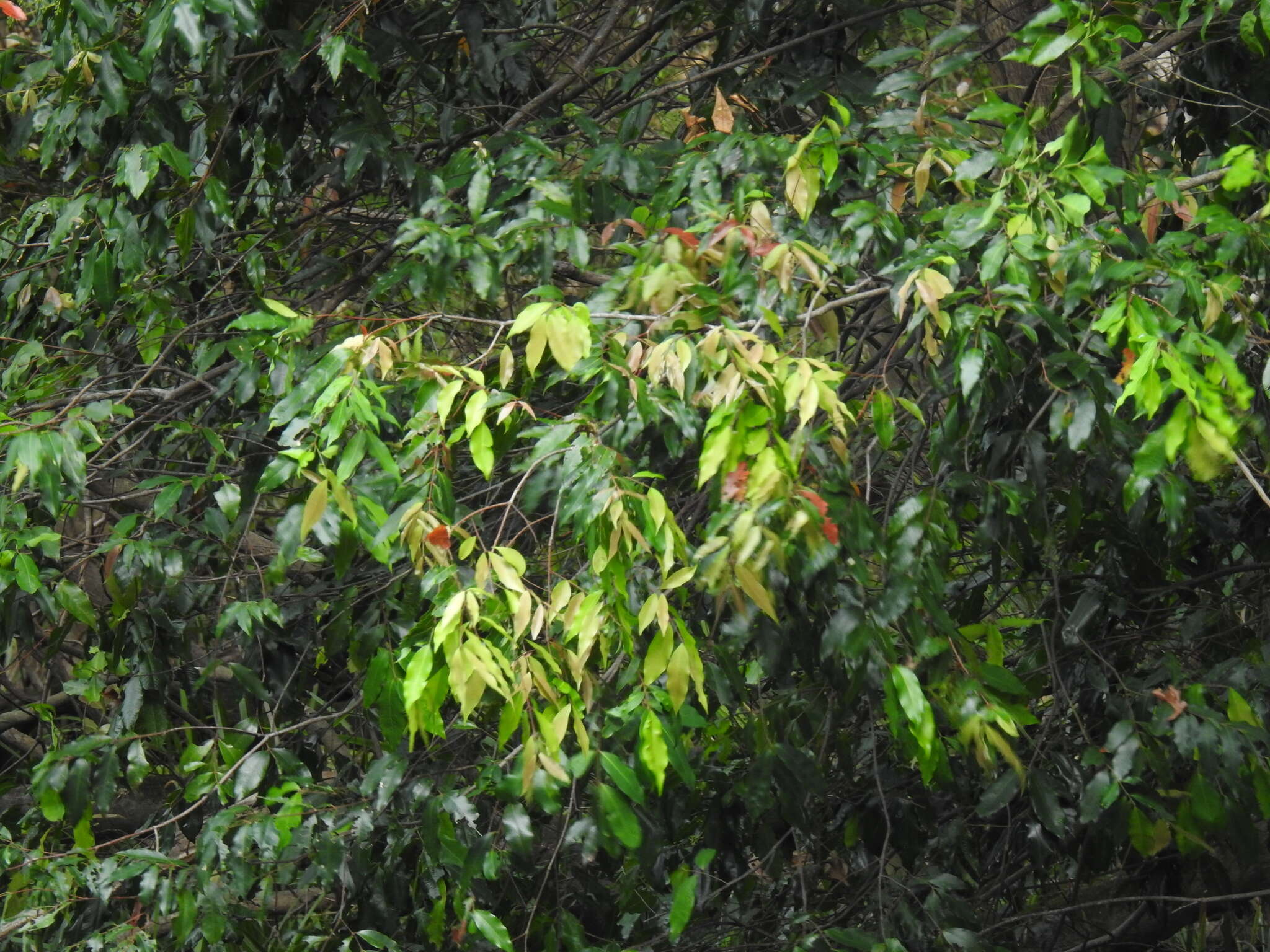 Image of Syzygium floribundum F. Müll.