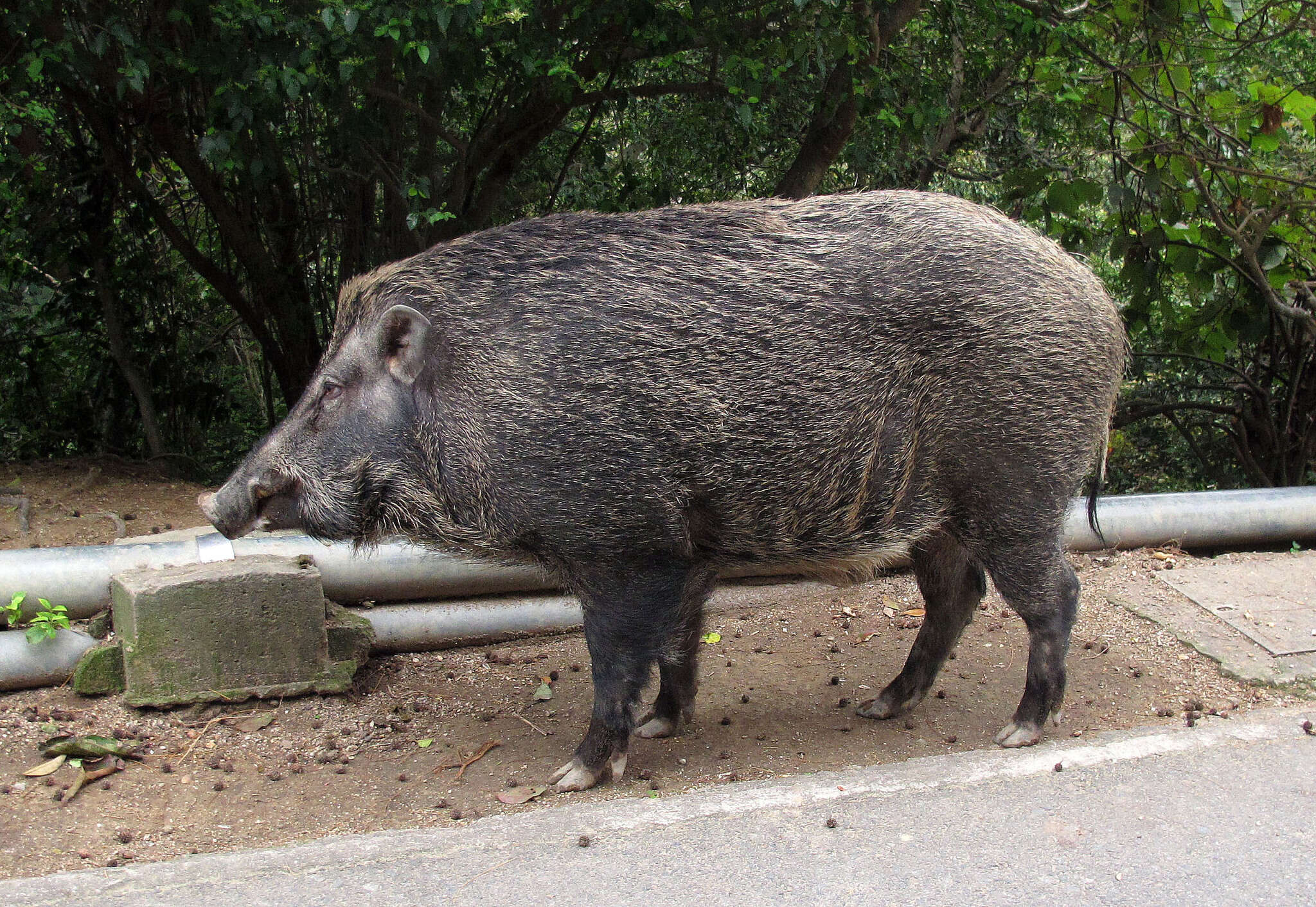 Imagem de Sus scrofa moupinensis Milne-Edwards 1871