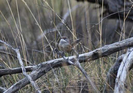 Image of Striated Grasswren