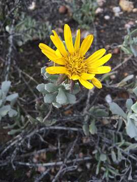 Image of Berkheya cuneata (Thunb.) Willd.