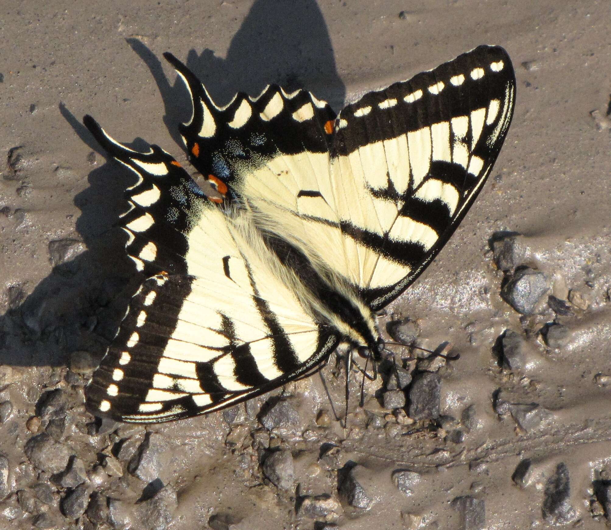 Image de Papillon tigré du Canada