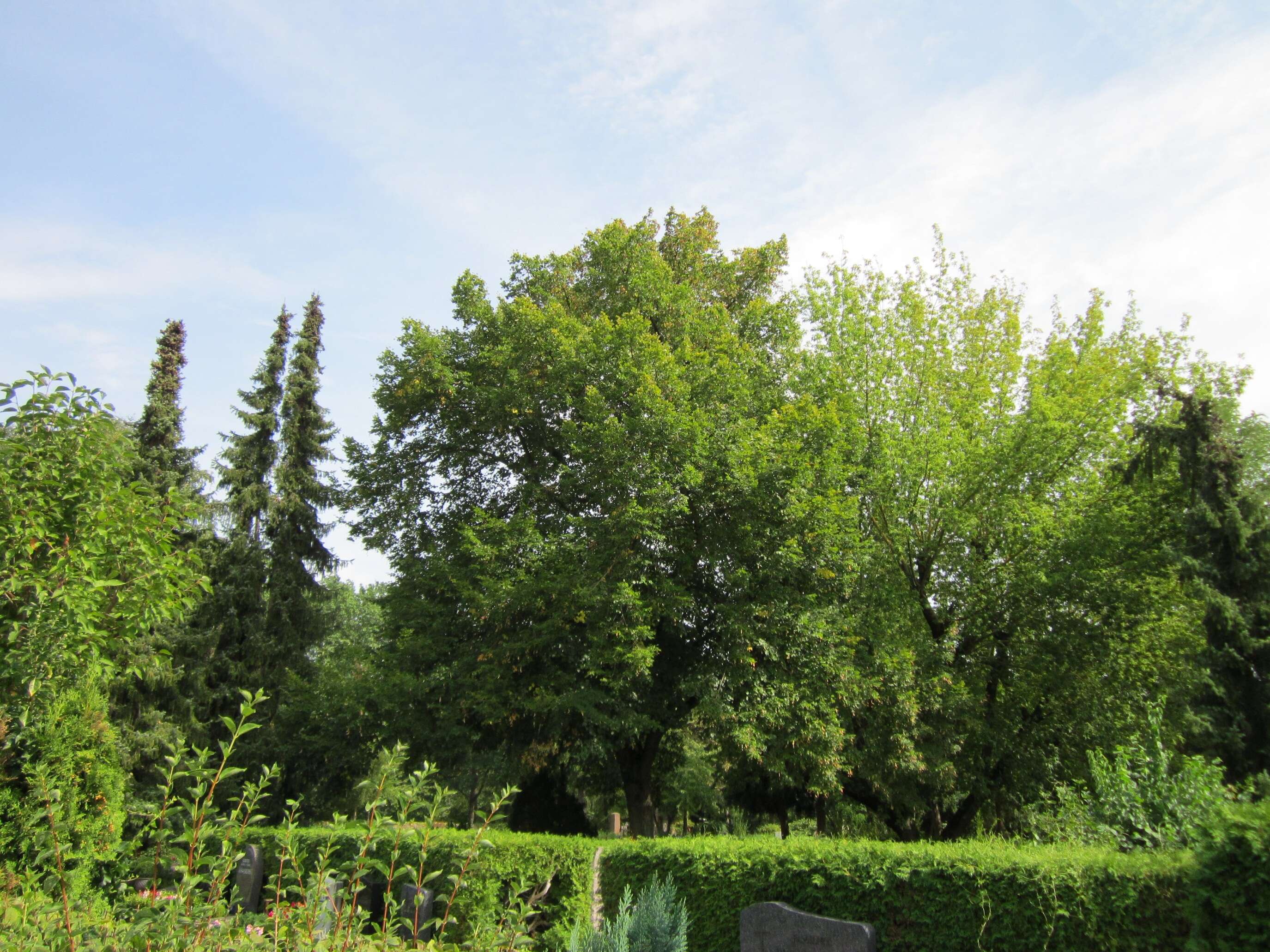 Image of Norway Maple