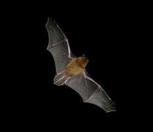 Image of pipistrelle, common pipistrelle