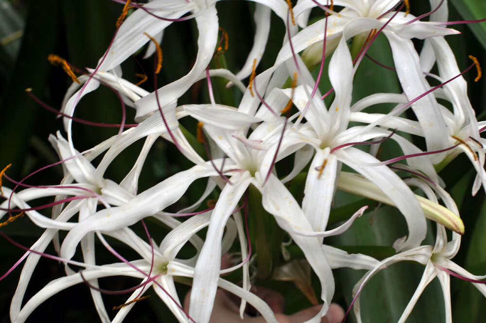 Image of Crinum mauritianum G. Lodd.