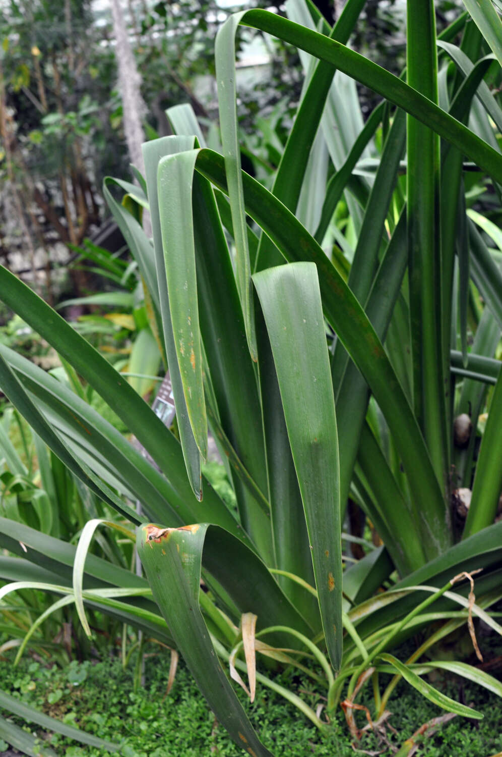 Image of Crinum mauritianum G. Lodd.