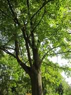 Image of Norway Maple