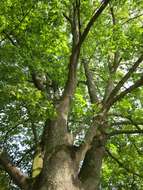 Image of Norway Maple