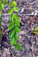 Image de Zelkova sicula G. Di Pasquale, G. Garfi & P. Quezel