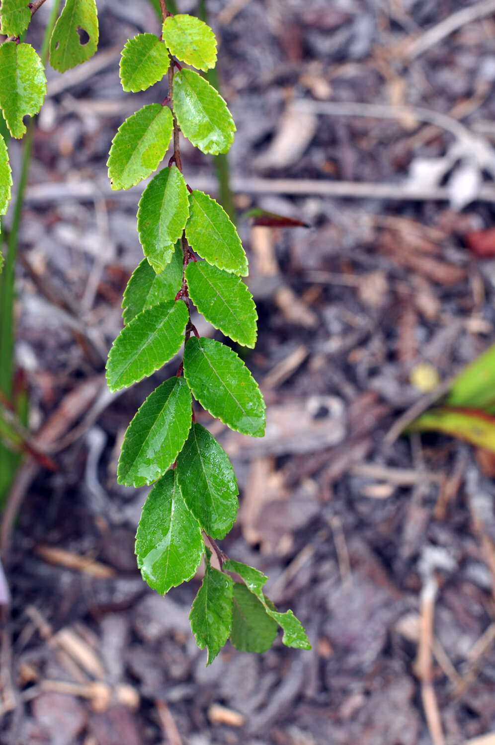 Слика од Zelkova sicula G. Di Pasquale, G. Garfi & P. Quezel