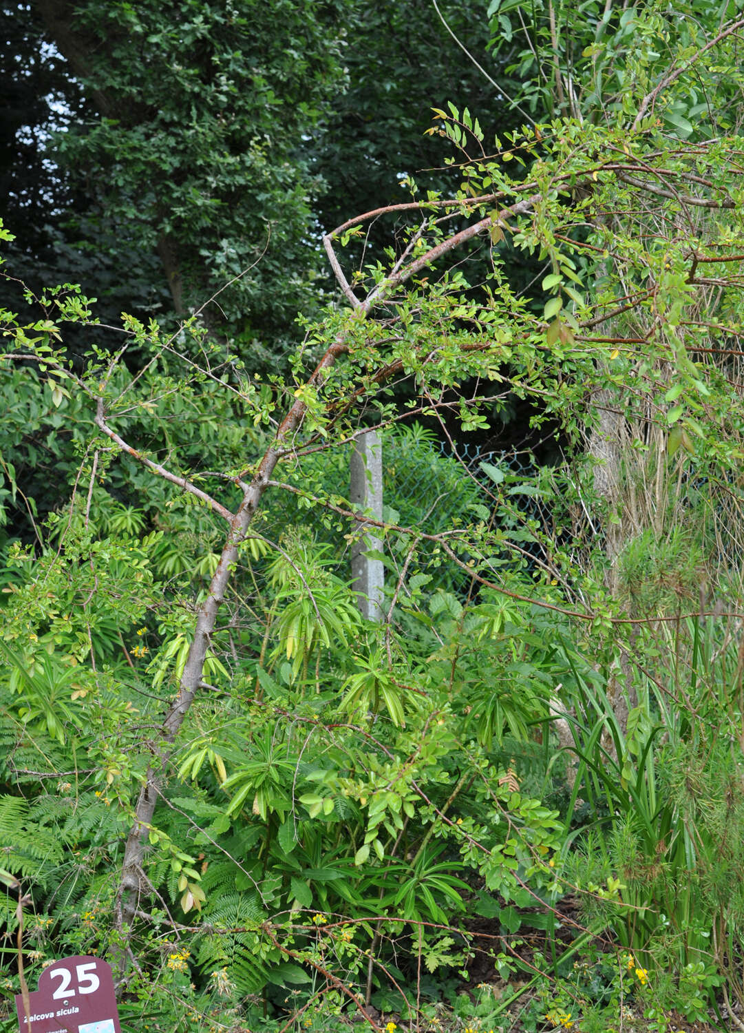 Слика од Zelkova sicula G. Di Pasquale, G. Garfi & P. Quezel