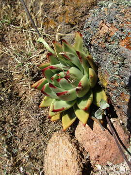 Image of Echeveria agavoides Lem.